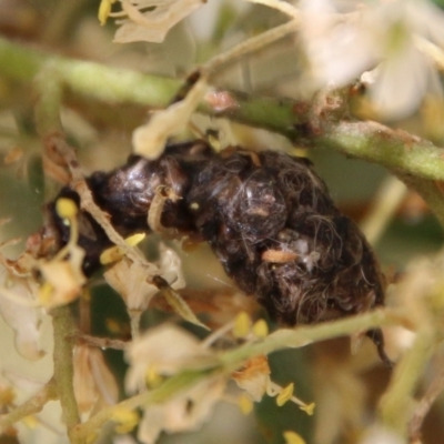 Unidentified Insect at Hughes, ACT - 17 Jan 2021 by LisaH