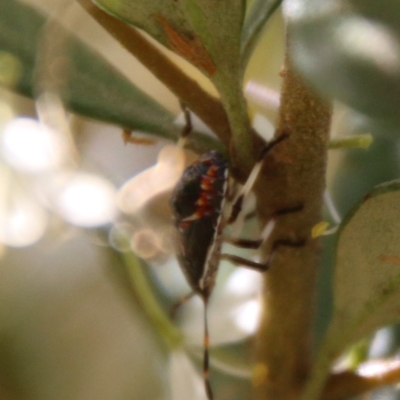 Pentatomidae (family) (Shield or Stink bug) at Hughes, ACT - 17 Jan 2021 by LisaH