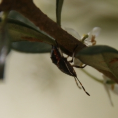 Pentatomidae (family) at Hughes, ACT - 18 Jan 2021