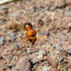 Delta bicinctum (Potter wasp) at Hughes Grassy Woodland - 18 Jan 2021 by LisaH