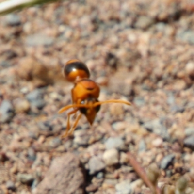 Delta bicinctum (Potter wasp) at Red Hill to Yarralumla Creek - 17 Jan 2021 by LisaH