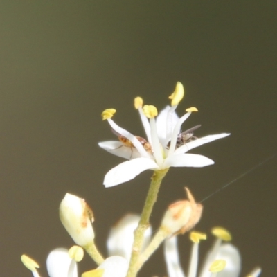 Unidentified True fly (Diptera) at Red Hill Nature Reserve - 17 Jan 2021 by LisaH