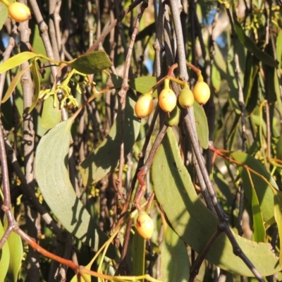 Amyema miquelii (Box Mistletoe) at Conder, ACT - 30 Nov 2020 by michaelb