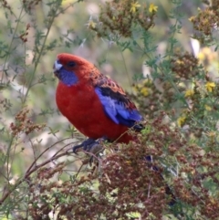 Platycercus elegans (Crimson Rosella) at Hughes, ACT - 17 Jan 2021 by LisaH