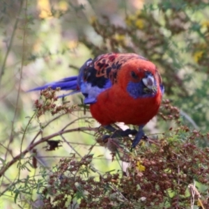 Platycercus elegans at Hughes, ACT - 18 Jan 2021 09:34 AM