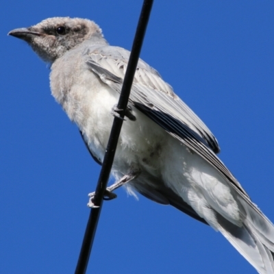 Coracina novaehollandiae (Black-faced Cuckooshrike) at Hughes, ACT - 16 Jan 2021 by LisaH