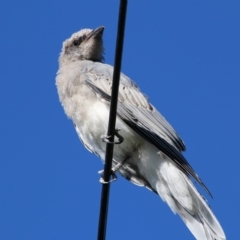 Coracina novaehollandiae at Hughes, ACT - 17 Jan 2021