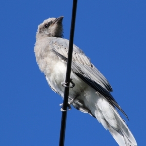 Coracina novaehollandiae at Hughes, ACT - suppressed