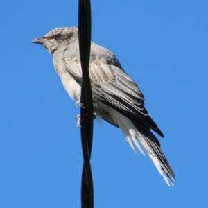 Coracina novaehollandiae at Hughes, ACT - suppressed