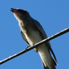 Coracina novaehollandiae at Hughes, ACT - 17 Jan 2021