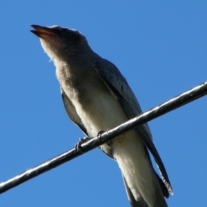 Coracina novaehollandiae at Hughes, ACT - suppressed