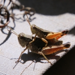 Phaulacridium vittatum (Wingless Grasshopper) at Hughes, ACT - 17 Jan 2021 by LisaH