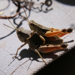 Phaulacridium vittatum at Hughes, ACT - suppressed
