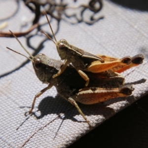 Phaulacridium vittatum at Hughes, ACT - suppressed