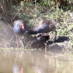 Porphyrio melanotus (Australasian Swamphen) at Wodonga, VIC - 17 Jan 2021 by Kyliegw