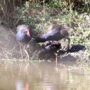 Porphyrio melanotus at Wodonga, VIC - 17 Jan 2021 09:30 AM