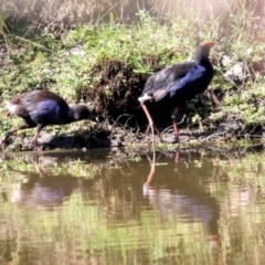 Porphyrio melanotus at Wodonga, VIC - 17 Jan 2021