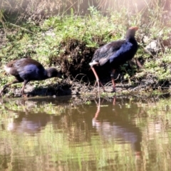 Porphyrio melanotus at Wodonga, VIC - 17 Jan 2021 09:30 AM