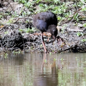 Porphyrio melanotus at Wodonga, VIC - 17 Jan 2021 09:30 AM