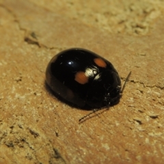 Paropsisterna octosignata (Eucalyptus leaf beetle) at Kambah, ACT - 28 Nov 2020 by MichaelBedingfield