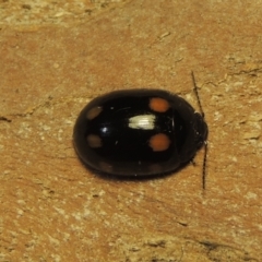 Paropsisterna octosignata at Kambah, ACT - 28 Nov 2020