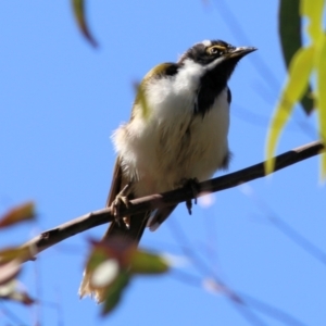 Entomyzon cyanotis at Wodonga, VIC - 17 Jan 2021