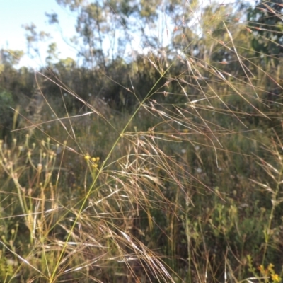 Austrostipa bigeniculata (Kneed Speargrass) at Conder, ACT - 30 Nov 2020 by MichaelBedingfield