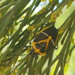 Commius elegans (Cherry Ballart Shield Bug) at Bruce Ridge - 18 Jan 2021 by trevorpreston