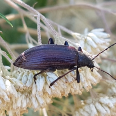 Homotrysis cisteloides (Darkling beetle) at Bruce Ridge - 18 Jan 2021 by trevorpreston