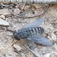 Dasybasis sp. (genus) (A march fly) at Bruce Ridge - 18 Jan 2021 by trevorpreston