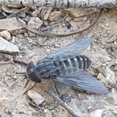 Dasybasis sp. (genus) (A march fly) at Bruce Ridge - 18 Jan 2021 by trevorpreston