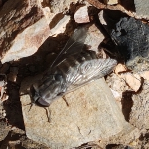 Dasybasis sp. (genus) at O'Connor, ACT - 19 Jan 2021