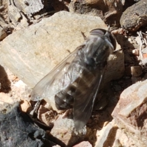 Dasybasis sp. (genus) at O'Connor, ACT - 19 Jan 2021 10:31 AM