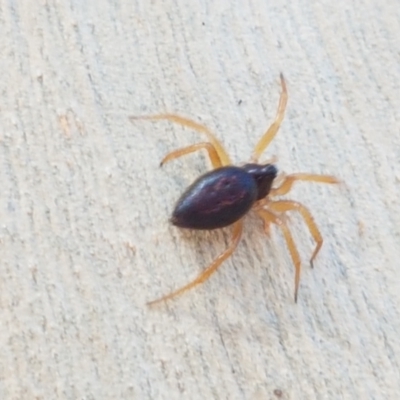 Euryopis umbilicata (Striped tick spider) at O'Connor, ACT - 19 Jan 2021 by trevorpreston