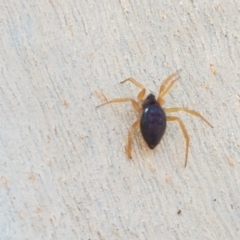 Euryopis umbilicata at O'Connor, ACT - 19 Jan 2021