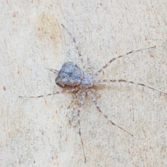 Tamopsis sp. (genus) (Two-tailed spider) at O'Connor, ACT - 19 Jan 2021 by trevorpreston