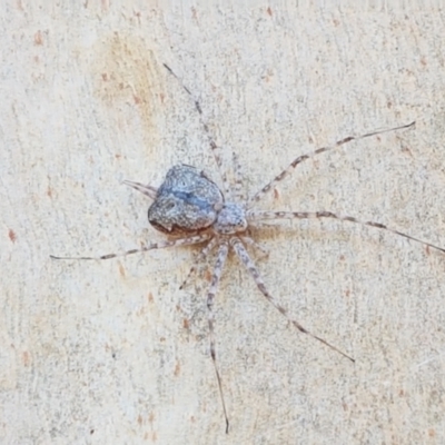 Tamopsis sp. (genus) (Two-tailed spider) at O'Connor, ACT - 19 Jan 2021 by trevorpreston