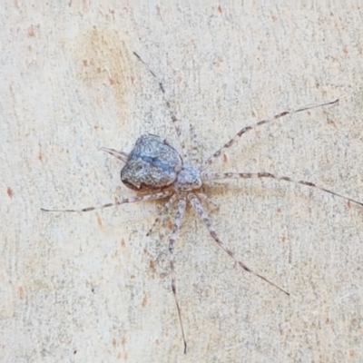 Tamopsis sp. (genus) (Two-tailed spider) at Bruce Ridge - 18 Jan 2021 by trevorpreston