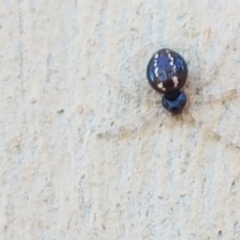 Euryopis sp. (genus) (An ant eating spider) at Bruce Ridge - 18 Jan 2021 by trevorpreston
