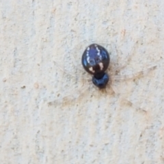 Euryopis sp. (genus) at O'Connor, ACT - 19 Jan 2021