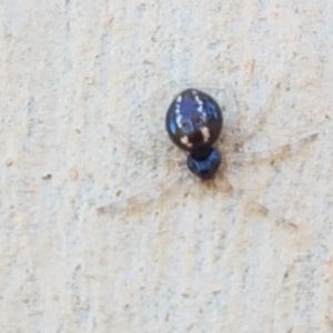 Euryopis sp. (genus) at O'Connor, ACT - 19 Jan 2021 10:37 AM