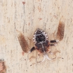Ptilocnemus sp. (genus) (A feathered-leg assassin bug) at Bruce Ridge - 18 Jan 2021 by trevorpreston