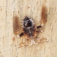 Ptilocnemus sp. (genus) at O'Connor, ACT - 19 Jan 2021