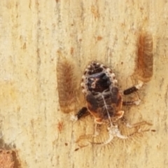 Ptilocnemus sp. (genus) at O'Connor, ACT - 19 Jan 2021 10:39 AM