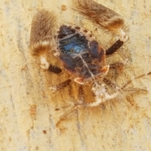 Ptilocnemus sp. (genus) at O'Connor, ACT - 19 Jan 2021