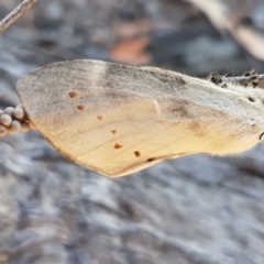 Pinara undescribed species near divisa at Bruce Ridge - 18 Jan 2021 by tpreston