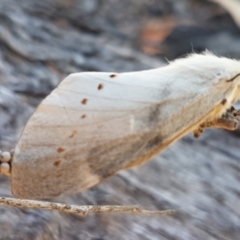 Pinara undescribed species near divisa at O'Connor, ACT - 19 Jan 2021