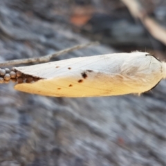 Pinara undescribed species near divisa at O'Connor, ACT - 19 Jan 2021