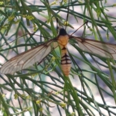 Leptotarsus (Leptotarsus) clavatus (A crane fly) at Bruce Ridge - 18 Jan 2021 by trevorpreston