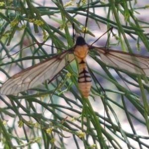 Leptotarsus (Leptotarsus) clavatus at O'Connor, ACT - 19 Jan 2021